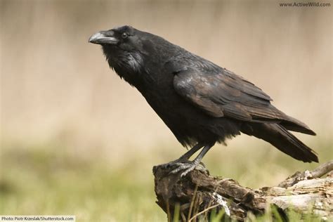 Raven Bird Facts, Pictures & In-Depth Information for Kids and Adults