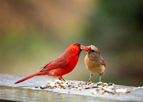 Dating Advice From a Pair of Northern Cardinals - intoBirds