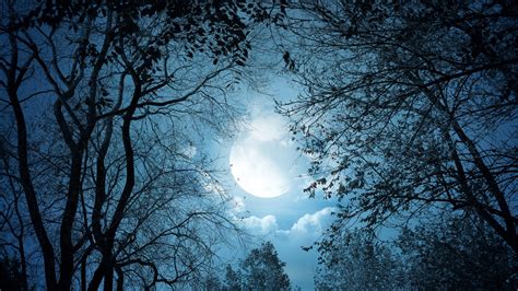 Night Sky Moon And Trees