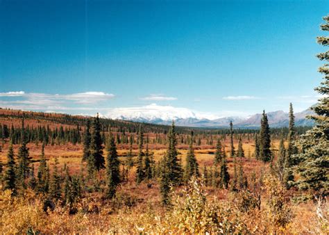 50-Plus Alaska Fall Colors Sampler, Fairbanks | Sierra Club Outings