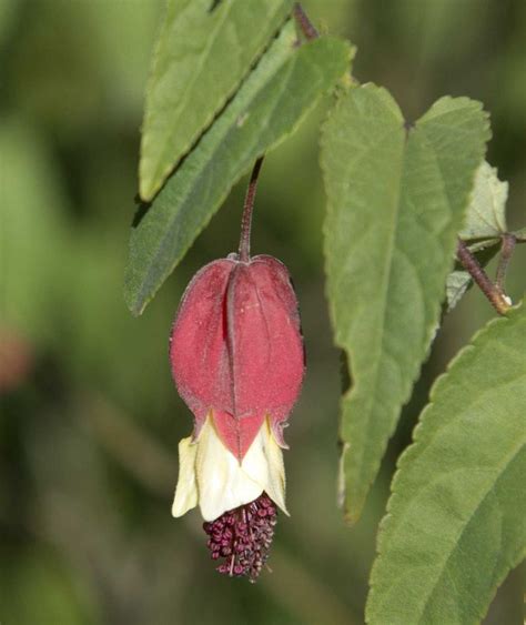 Trailing Abutilon Flowers Year Round | Dunedin Botanic Garden Official Website