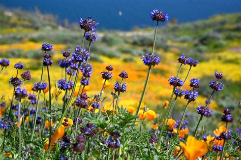 California Wildflowers: How to Catch the Spring Blooms - The New York Times