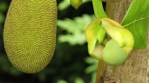 Image Jackfruit Flower