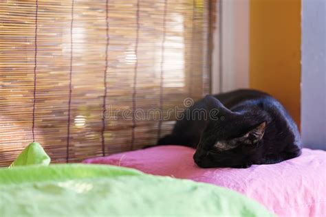 A black cat is sleeping stock image. Image of cute, curious - 179962817