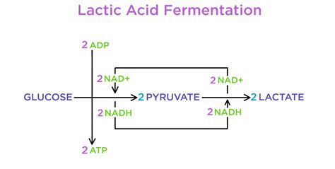 Lactic Acid Fermentation In Muscle Cells