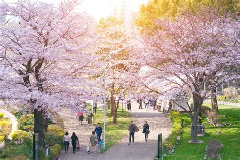 Cherry blossom in Tokyo: Best places to see sakura blossom | JRailPass