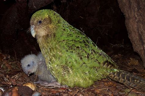 Back from the Brink: Breakthrough Artificial Insemination Program Keeping NZ's Kakapo from going ...