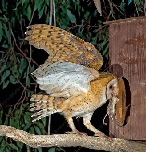 Barn Owl with prey - Stock Image - C028/7173 - Science Photo Library