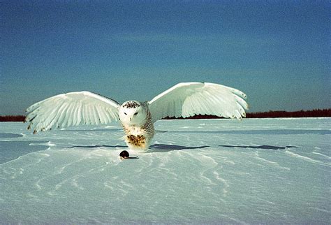 Snowy Owl Hunting_Boreal-Wikimedia - Wildtech