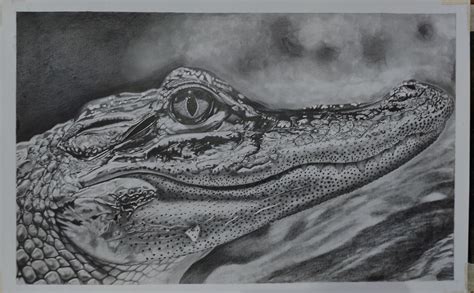 Crocodile realistic art by me : r/drawing