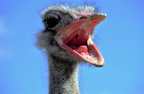 The Largest Bird In The World- 8 Fun Facts About The Ostrich! - Sharing My Fever For Africa