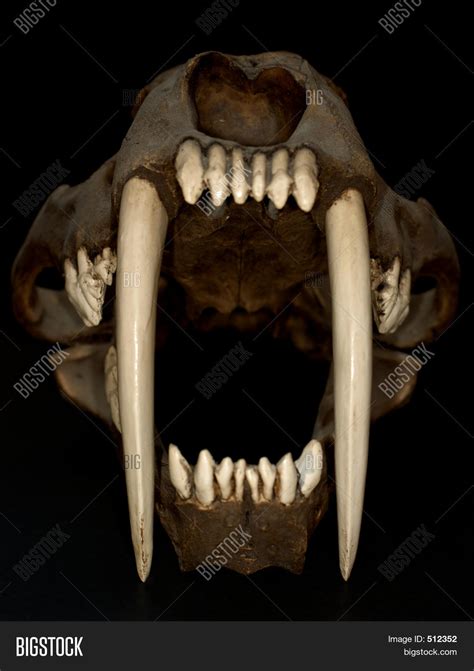 Saber Tooth Tiger Image & Photo (Free Trial) | Bigstock