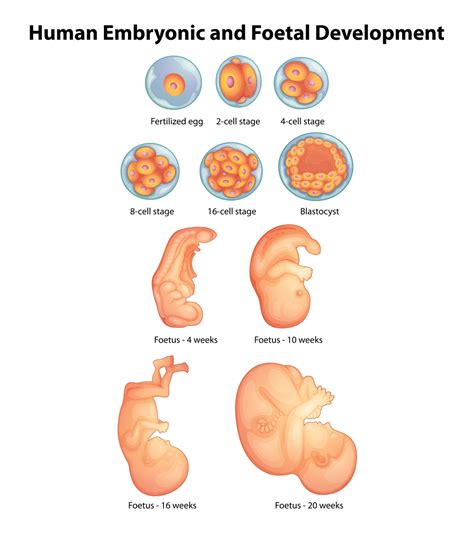 17 Weeks Pregnant: Symptoms, Baby Development And Size