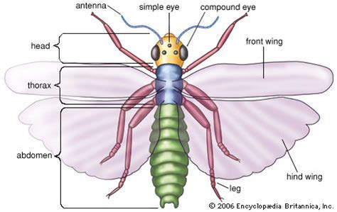 antenna: insect anatomy -- Kids Encyclopedia | Children's Homework Help ...