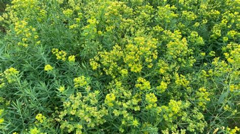 City of Regina works to control leafy spurge weed | CTV News