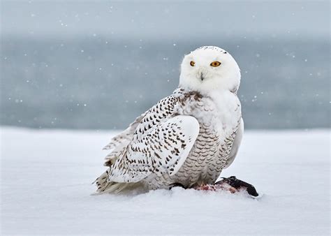 Beautiful Free Images & Pictures | Unsplash | Snowy owl, Owl, Owl species