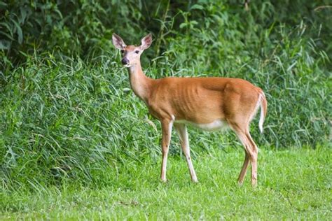 CWD Deer Symptoms (how to tell if a deer has Chronic Wasting Disease)