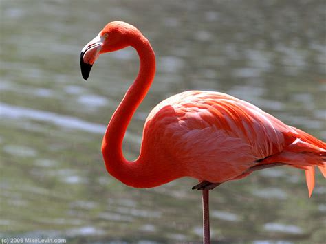 Flamingo | Bird Basic Facts & Beautiful Pictures | Beauty Of Bird