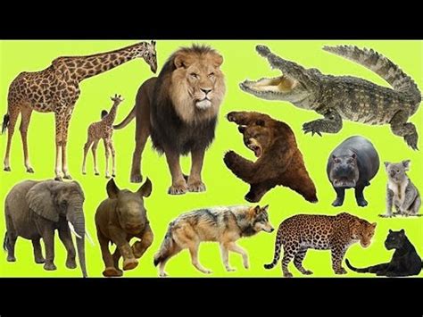 Kids at the Zoo | Animals at the Zoo | Learn Safari Wild ZOO Animals Names | Fun Toddler - Video ...