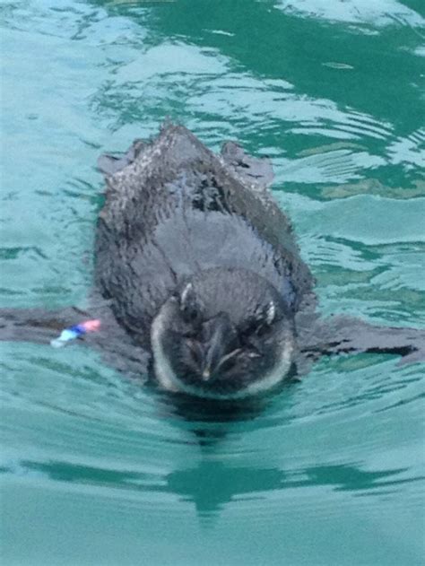 Love Mystic Aquarium | Mystic aquarium, Penguins, Whale