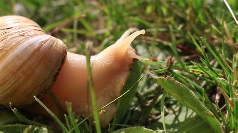 Snails Prompt Quarantine In FL - Videos from The Weather Channel