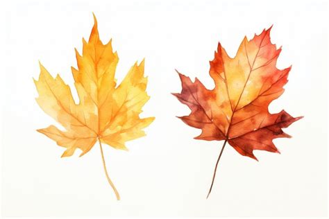 Fall leaf maple plant tree. | Free Photo Illustration - rawpixel