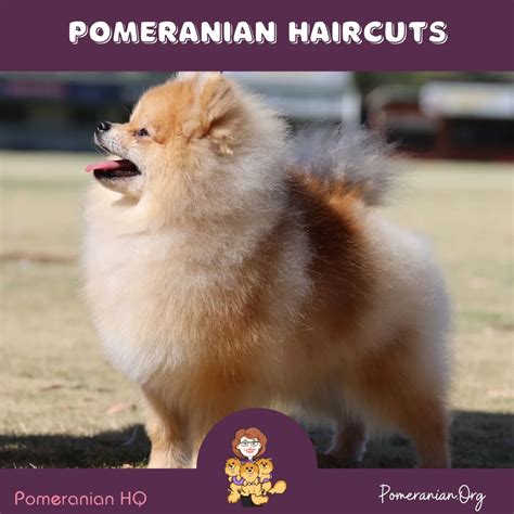 Pomeranian Haircuts and the Pomeranian Lion Cut