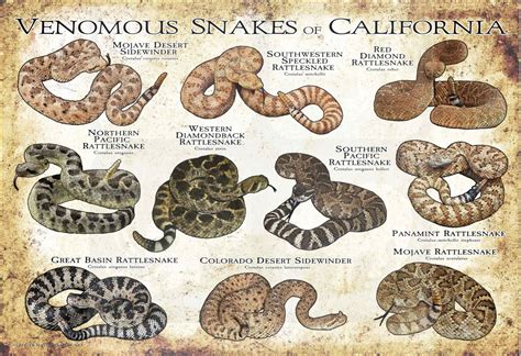 Venomous Snakes of California Poster Print