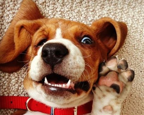 12 Realities That New Basset Hound Owners Must Accept