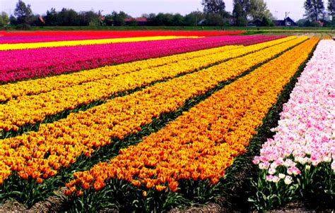 Images Of Tulip Fields | Zoom Wallpapers