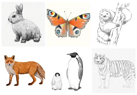 Easy Animals To Draw.com at tanzaynblog Blog