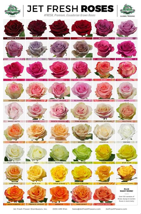 Ecuadorian Rose Varieties in 2022 | Rose varieties, Rose color meanings ...