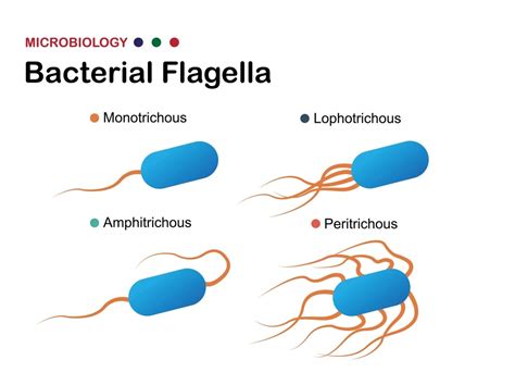 peritrichous flagella Archives - Microbial notes