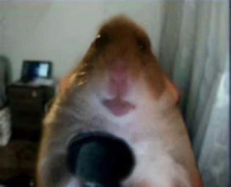 Create meme "hamster meme 2019, a hamster who is looking at the camera, hamster meme" - Pictures ...