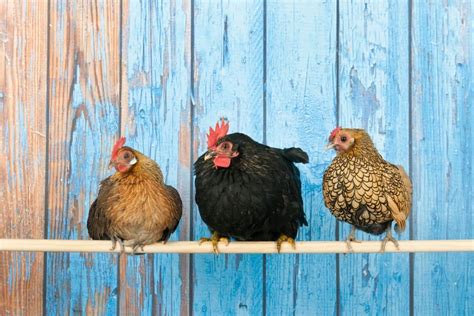 Bantam Chickens: 5 Reasons To Raise "Mini Chickens" & How To Care For Them