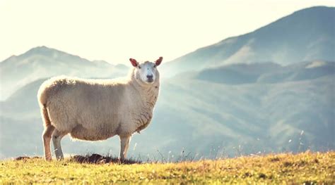 Sheep Anatomy 101 - SheepCaretaker