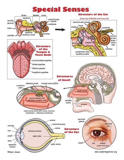 Ch.16: Special Senses Diagram | Quizlet