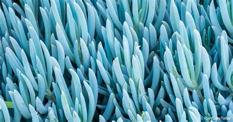 Senecio Mandraliscae Info: How To Grow And Care For Blue Chalk Sticks