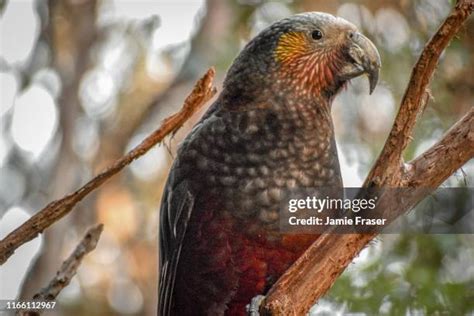 New Zealand Endangered Species Photos and Premium High Res Pictures ...