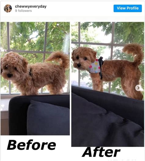 Top 8 Maltipoo Haircuts (Lots of Pics!) & Grooming Tips - Doodle Doods | Maltipoo haircuts ...