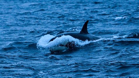 Orcas Are Ramming Into Boats in Northern Spain for Some Reason