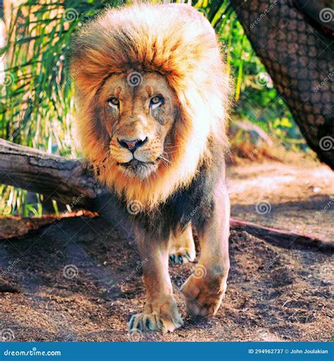 Lion Portrait with Huge Mane Powerful Stock Image - Image of walking ...