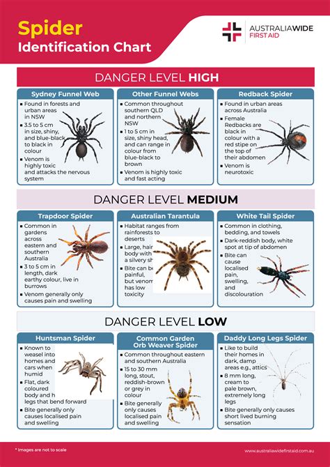 Wolf Spider Identification Chart