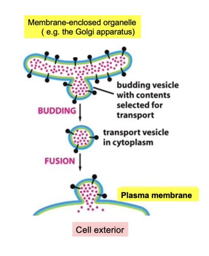 lecture 11 - Vesicular transport (chpt 15) Flashcards | Quizlet