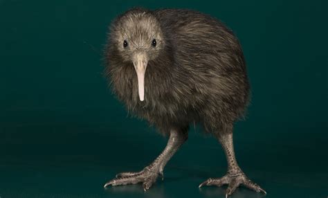 Kiwi Bird Pictures | Bruin Blog