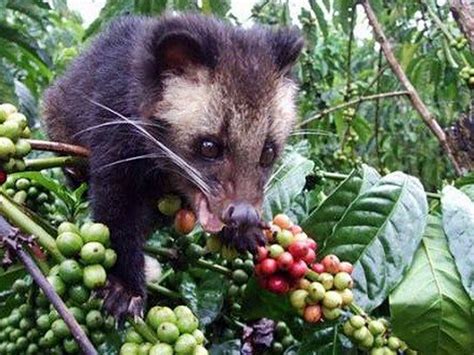 Walmart: Animal Cruelty Stinks! Stop Selling Cruel Civet Cat Poop Coffee