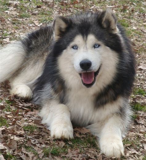 Siberian Malamute Mix