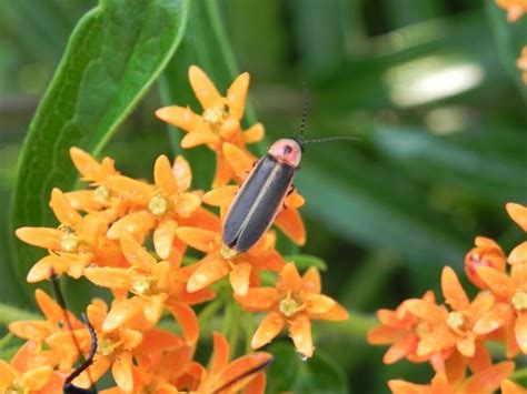 Scientists Warn That 2,000 Firefly Species Are Facing Extinction