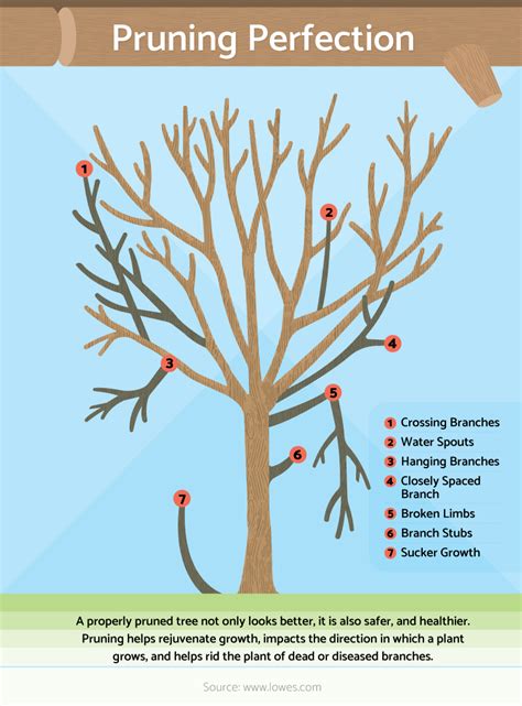 Pin by stacey carter on Room Decoration Makeover | Growing fruit trees, Pruning fruit trees ...