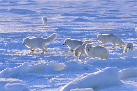 Our Top Arctic Fox Photos | Arctic Kingdom